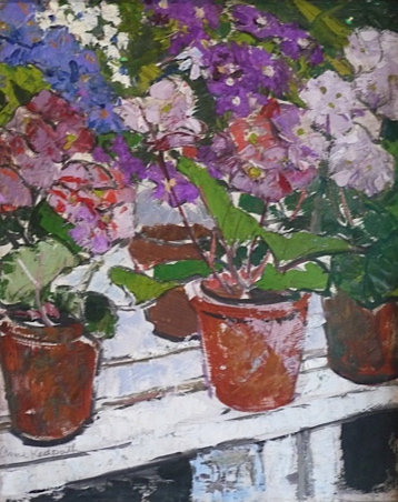 Primulas, Wilton Park Greenhouse, Hawick, 1942. Please click to see an enlarged image